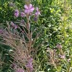 Epilobium angustifoliumBlomst