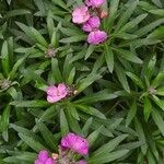 Erysimum bicolor 花