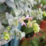 Origanum dictamnus Flower