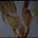 Scutellaria tuberosa Flor