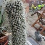 Mammillaria bombycinaFruit