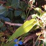 Commelina cyanea Hoja