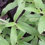 Monarda punctata Blad