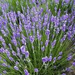 Lavandula angustifoliaBlomst