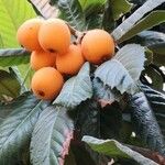 Eriobotrya japonica Mbuma