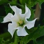 Datura feroxFlor