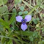 Herbertia lahue Blomst