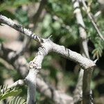 Acacia erubescens Bark