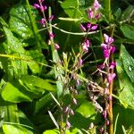 Polygala paniculata Flower