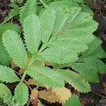 Melianthus major Blatt