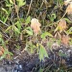 Trifolium alpinum Costuma