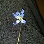 Scilla siberica Kwiat