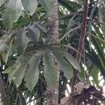 Cecropia pachystachya Feuille