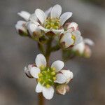 Micranthes integrifolia Flor