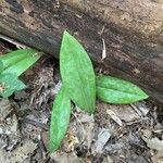 Erythronium americanum Folha