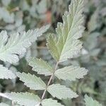 Rubus thibetanus Hoja