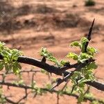 Commiphora africana Bark