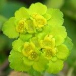 Chrysosplenium alternifolium Flower