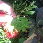 Calliandra tweediei Leaf