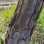 Curatella americana Rusca