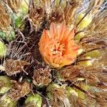 Ferocactus wislizeni Flor