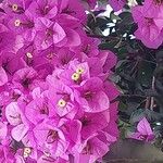 Bougainvillea glabraCvet