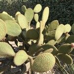 Opuntia oricola Fulla