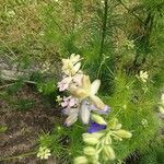 Delphinium ajacis फूल