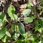 Salvia multicaulis Leaf