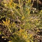 Thryptomene saxicola Leaf