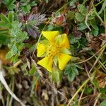 Potentilla crantziiFlower