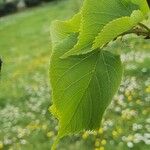 Tilia cordata葉