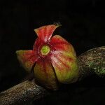 Isolona hexaloba Flower