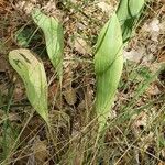 Bupleurum rigidum Leaf