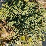 Astragalus obtusifolius Natur