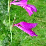 Gladiolus palustris Blüte