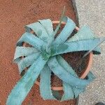 Agave marmorata 葉