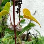 Dioscorea polystachya Altro