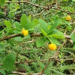 Berberis microphylla Deilen