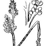 Botrychium matricariifolium Other