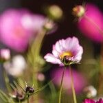 Cosmos bipinnatus Mosusu