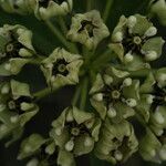 Asclepias asperula फूल
