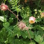 Geum rivaleFlower