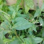Epilobium roseum Fuelha