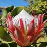 Protea cynaroidesFlor