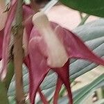 Aristolochia littoralis Flower