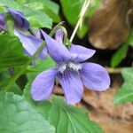 Viola × uechtritziana Flower