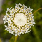 Santolina benthamiana Flower