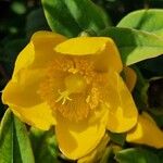 Hypericum patulumFlower