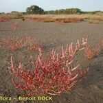 Salicornia procumbens Характер